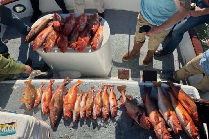 Several fish are spread on a boat deck with people standing nearby.