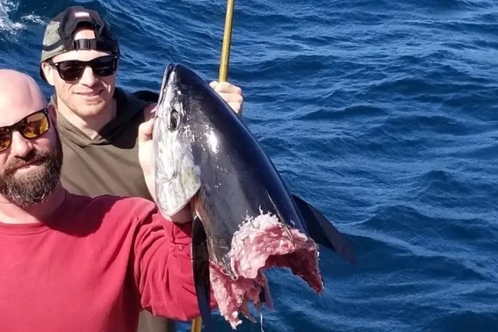 Two people on a boat holding a large fish with a chunk missing out of its side.