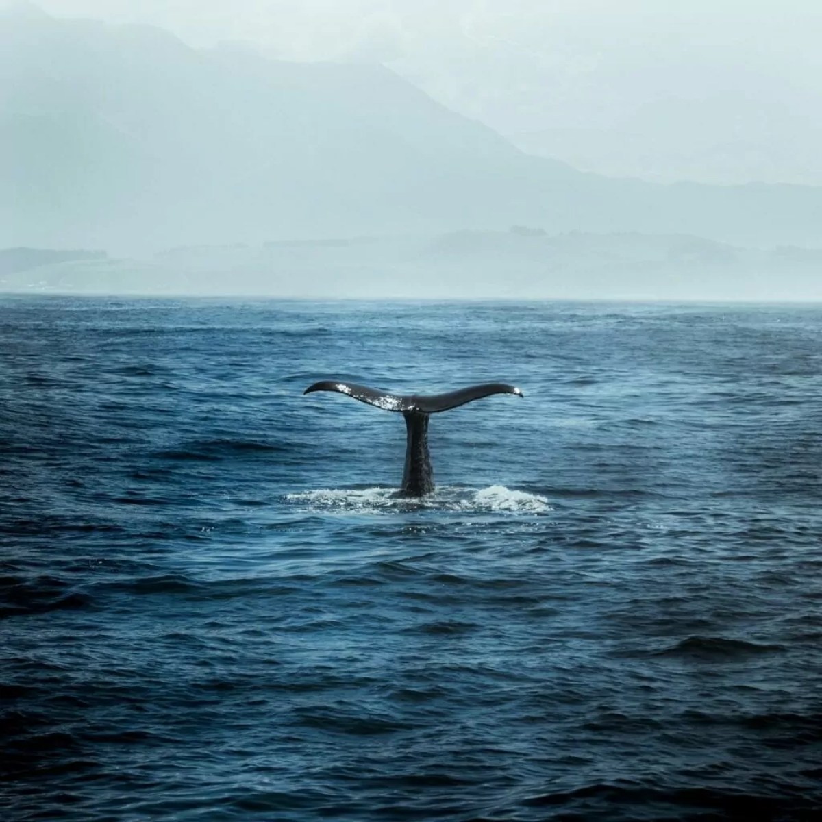Whale tail emerging from ocean, with mountains in the background.