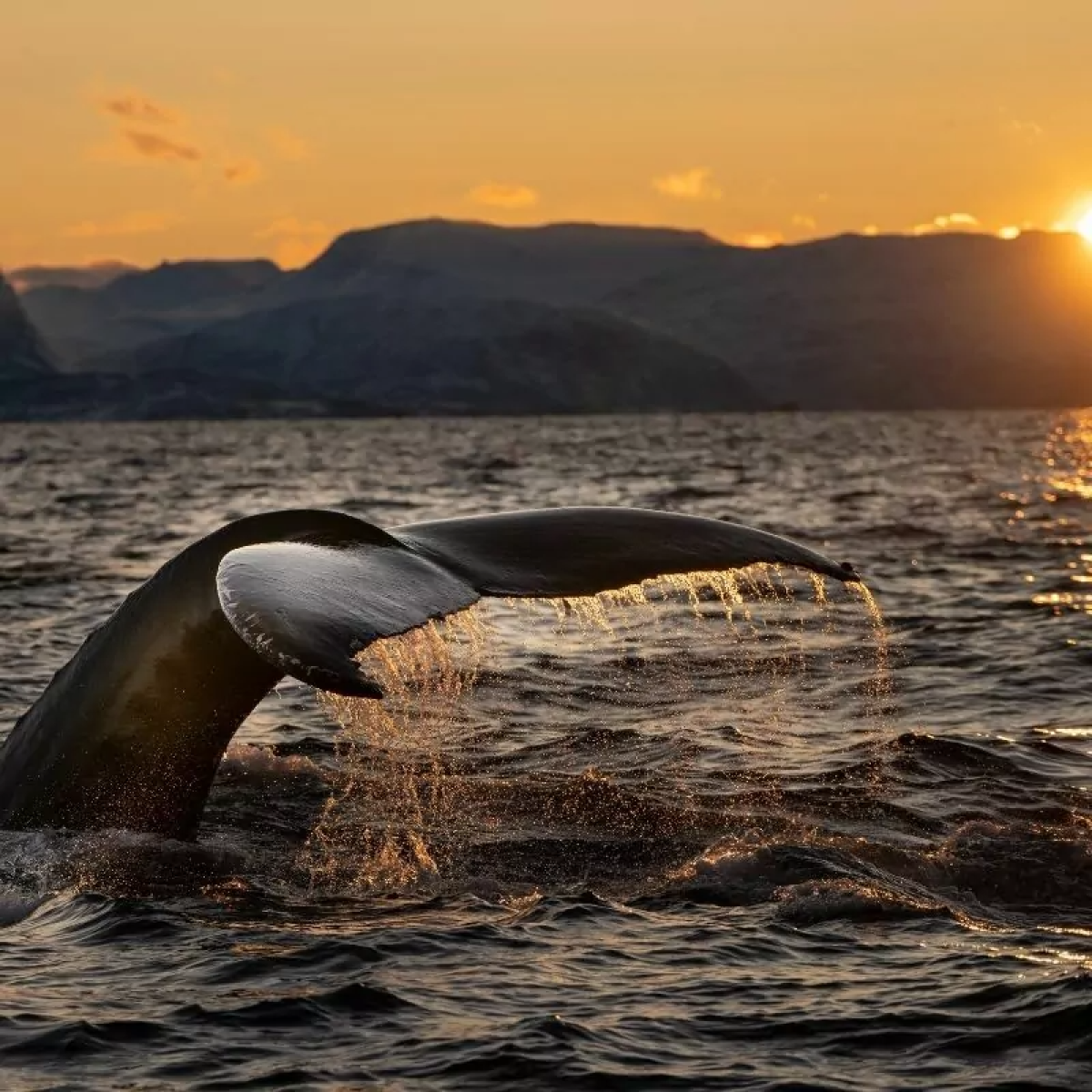 Whale tail above ocean water at sunset with mountains in the background.