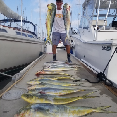 Person standing on dock holding two large fish with more fish lying on the dock.