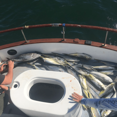 Fish piled on a boat deck with people handling a fish.