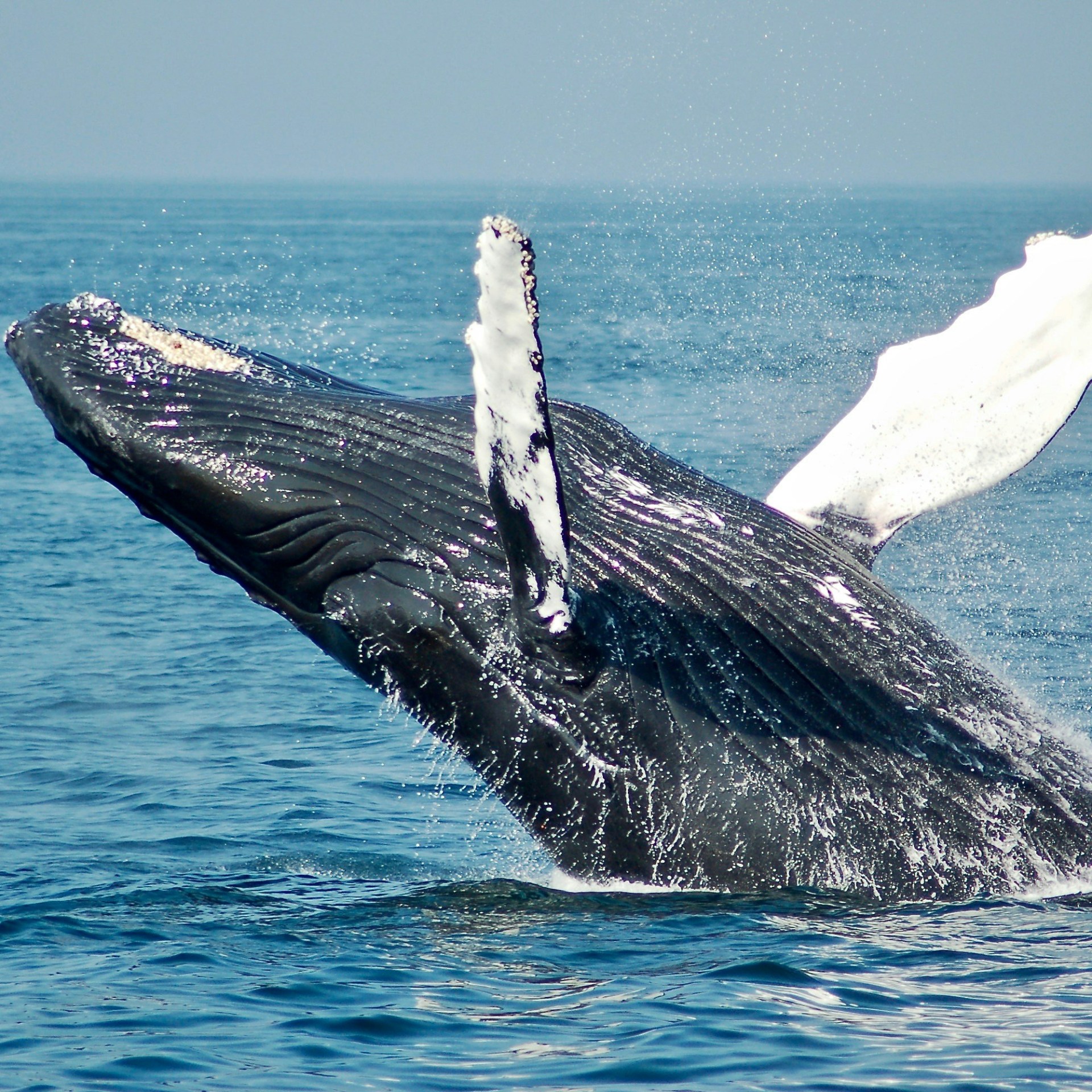 Humpback whale breaching the ocean with water splashing around.